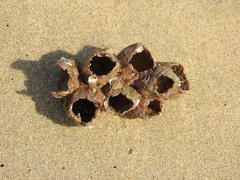 Megabalanus tintinnabulum