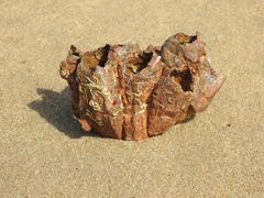 Megabalanus tintinnabulum