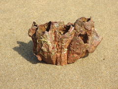 Megabalanus tintinnabulum