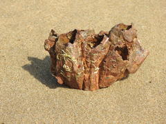 Megabalanus tintinnabulum