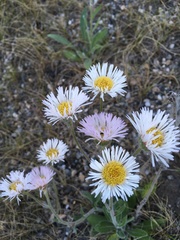 Erigeron glabellus pubescens