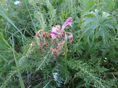 Pedicularis rubens