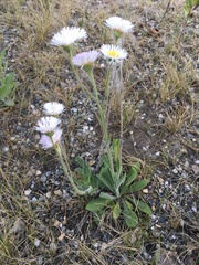 Erigeron glabellus pubescens