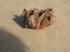 Megabalanus tintinnabulum