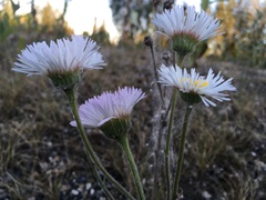 Erigeron glabellus pubescens