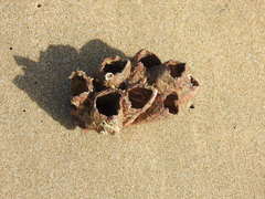 Megabalanus tintinnabulum