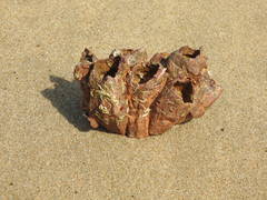 Megabalanus tintinnabulum