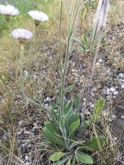 Erigeron glabellus pubescens