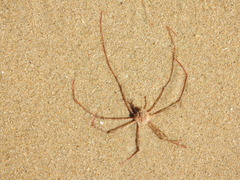 Phalangipus filiformis