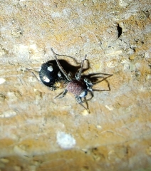 Coenoptychus pulcher