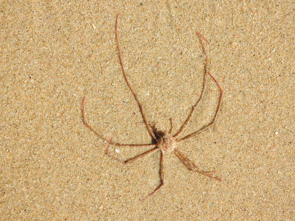 Phalangipus filiformis