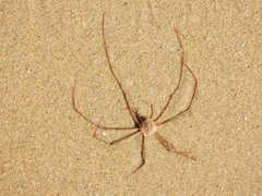 Phalangipus filiformis