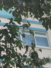 Psittacula alexandri