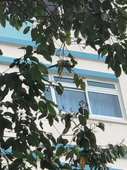 Psittacula alexandri