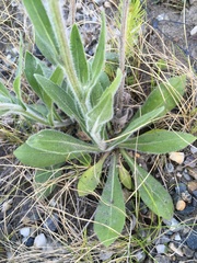 Erigeron glabellus pubescens