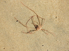 Phalangipus filiformis