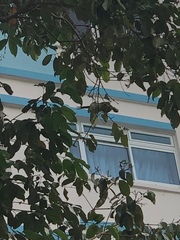 Psittacula alexandri