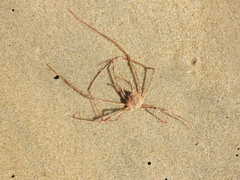 Phalangipus filiformis