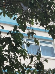 Psittacula alexandri