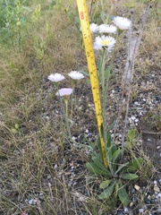 Erigeron glabellus pubescens