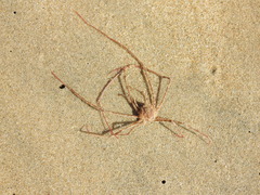 Phalangipus filiformis