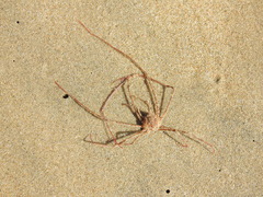 Phalangipus filiformis