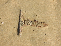 Volegalea cochlidium