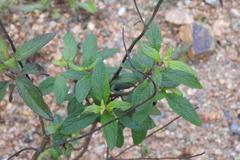 Salvia protracta