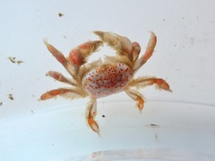 Opisthopus transversus