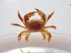 Opisthopus transversus