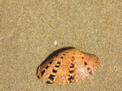 Paphia rotundata