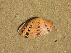 Paphia rotundata