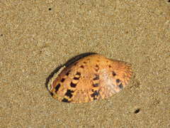 Paphia rotundata