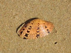 Paphia rotundata