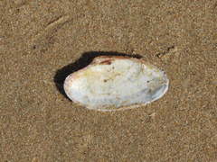 Paphia rotundata