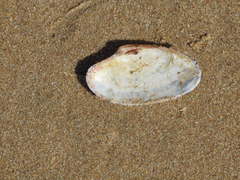 Paphia rotundata
