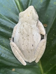 Polypedates leucomystax