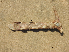Malleus malleus