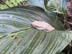 Polypedates leucomystax