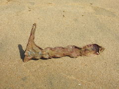 Malleus malleus