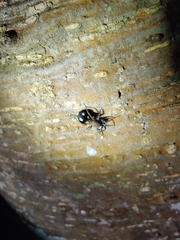 Coenoptychus pulcher