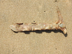 Malleus malleus