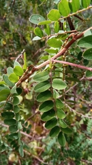 Indigofera lyallii