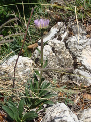 Aster alpinus