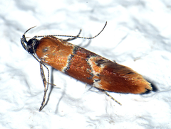 Epicallima bruandella