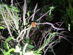 Polypedates maculatus