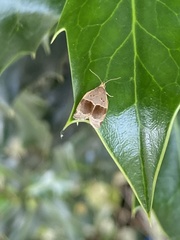 Clepsis dumicolana