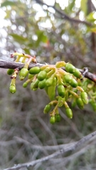 Vaccinium madagascariense