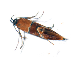 Epicallima bruandella