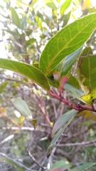 Vaccinium madagascariense